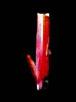 Single Crocoite Crystal